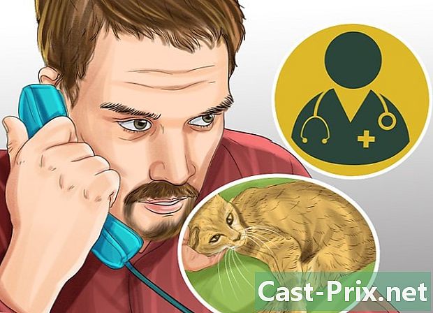 Hur man behandlar en förgiftad katt - Guider