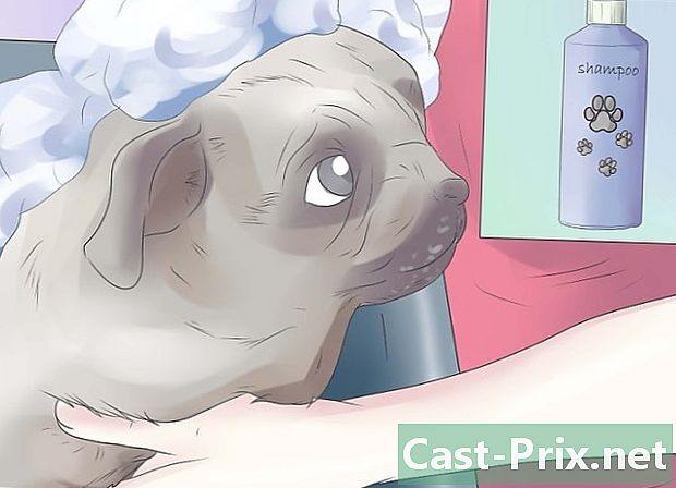 Hvordan behandle en hund mot ørehud - Guider