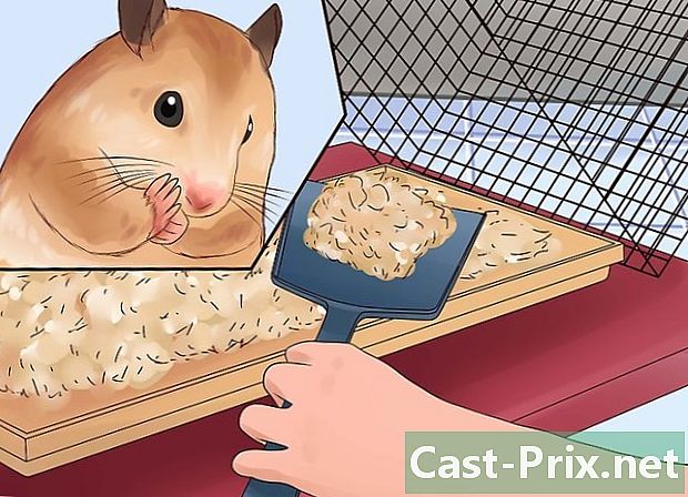 Hvordan behandle en syk hamster