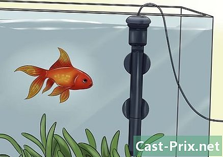 Jak zacházet s nemocnými rybami - Vodítka