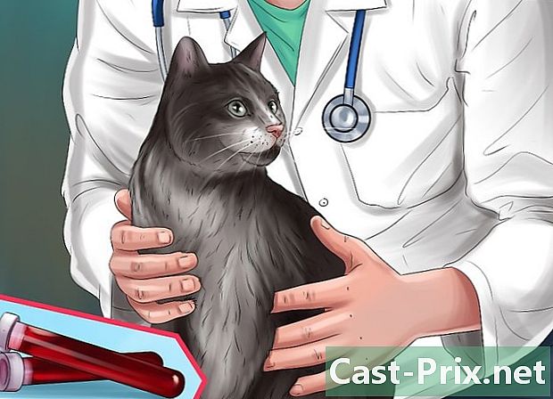 Como tratar o trauma causado pela tração da cauda em gatos