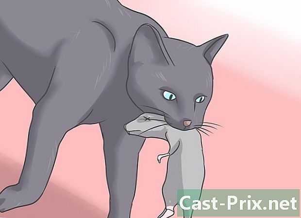 Cómo tratar una infección por tenia en un gato