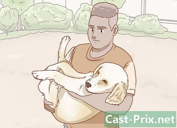 Hoe zonnesteek bij een hond te behandelen
