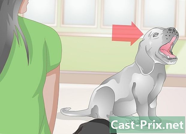 Cómo tratar una lesión ocular en perros