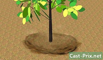 Como transplantar uma árvore jovem - Guias