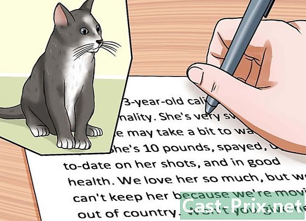Hur man hittar ett nytt hem för en katt - Guider