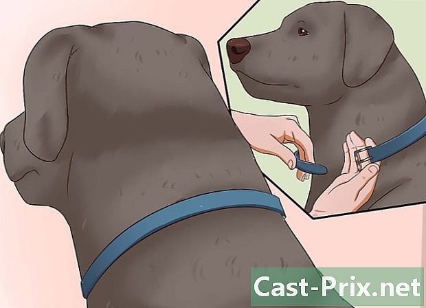 Hur man dödar en hunds loppor - Guider