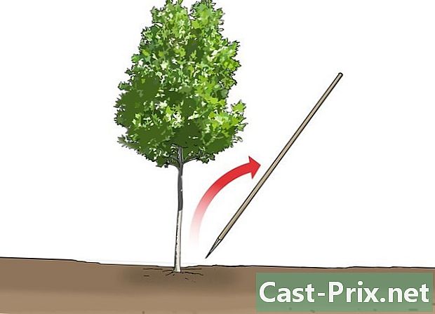 Cómo estacar un árbol o un arbusto