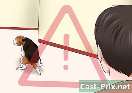 Cómo usar esteras absorbentes para entrenar a tu perro