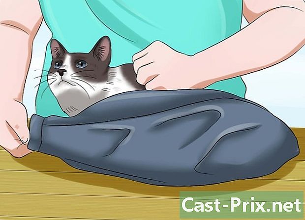 Cómo usar una bolsa de contención de gatos