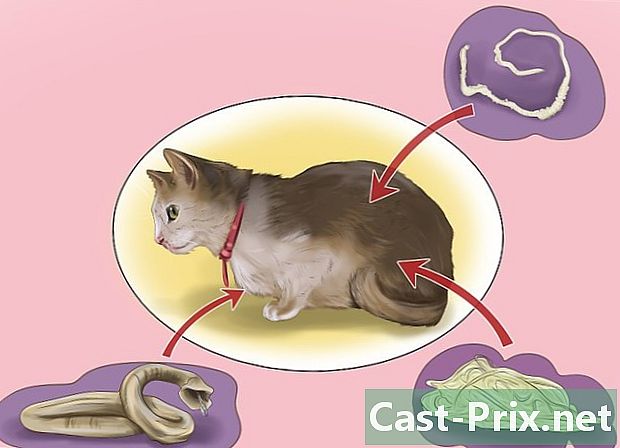 Cách tẩy giun cho mèo