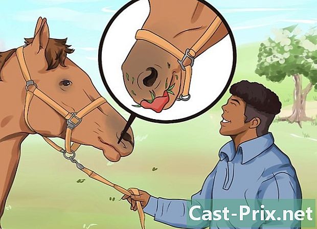 Cum să vierme un cal