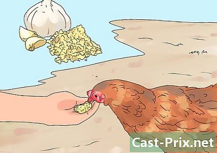Jak odrobaczać swoje kury