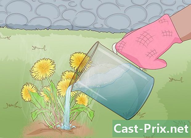 Ako sa zbaviť púpavy na trávniku - Vodítka