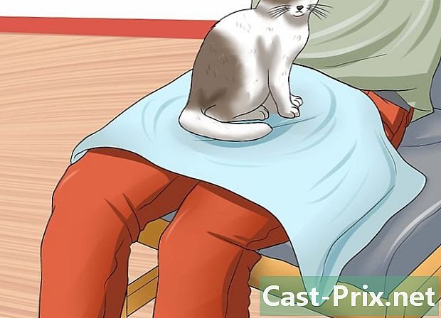 כיצד לבדוק נוכחות של פרעושים על חתול