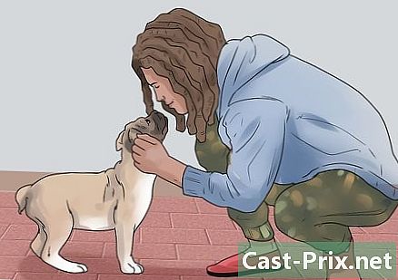 Làm thế nào để kiểm tra trạng thái thể chất và tinh thần của một con chó - HướNg DẫN